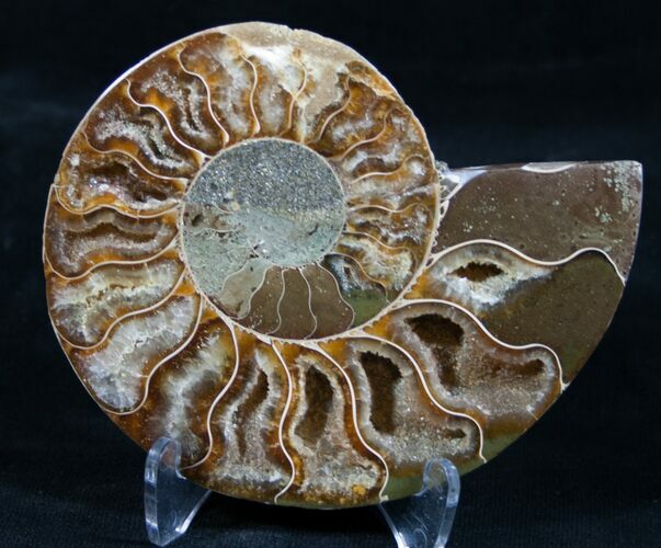 Inch Split Ammonite (Half) - Madagascar #5507